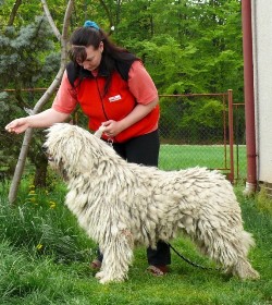 Komondor Király Puszta Komondor Király Puszta